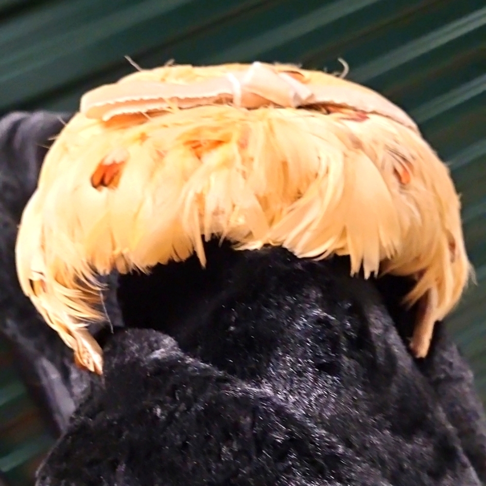 Vintage Feathered Hat